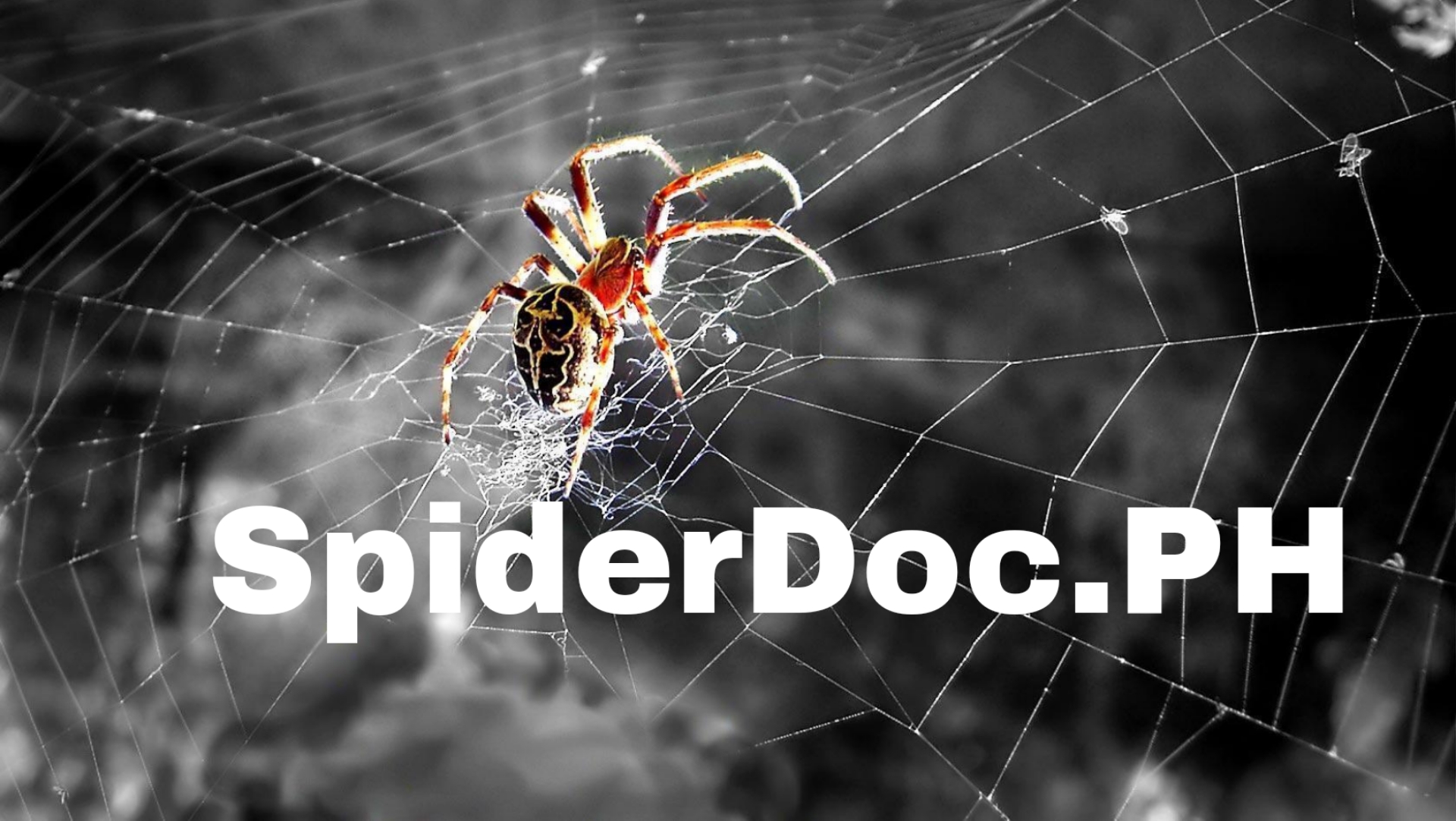 SpiderDoc.PH
