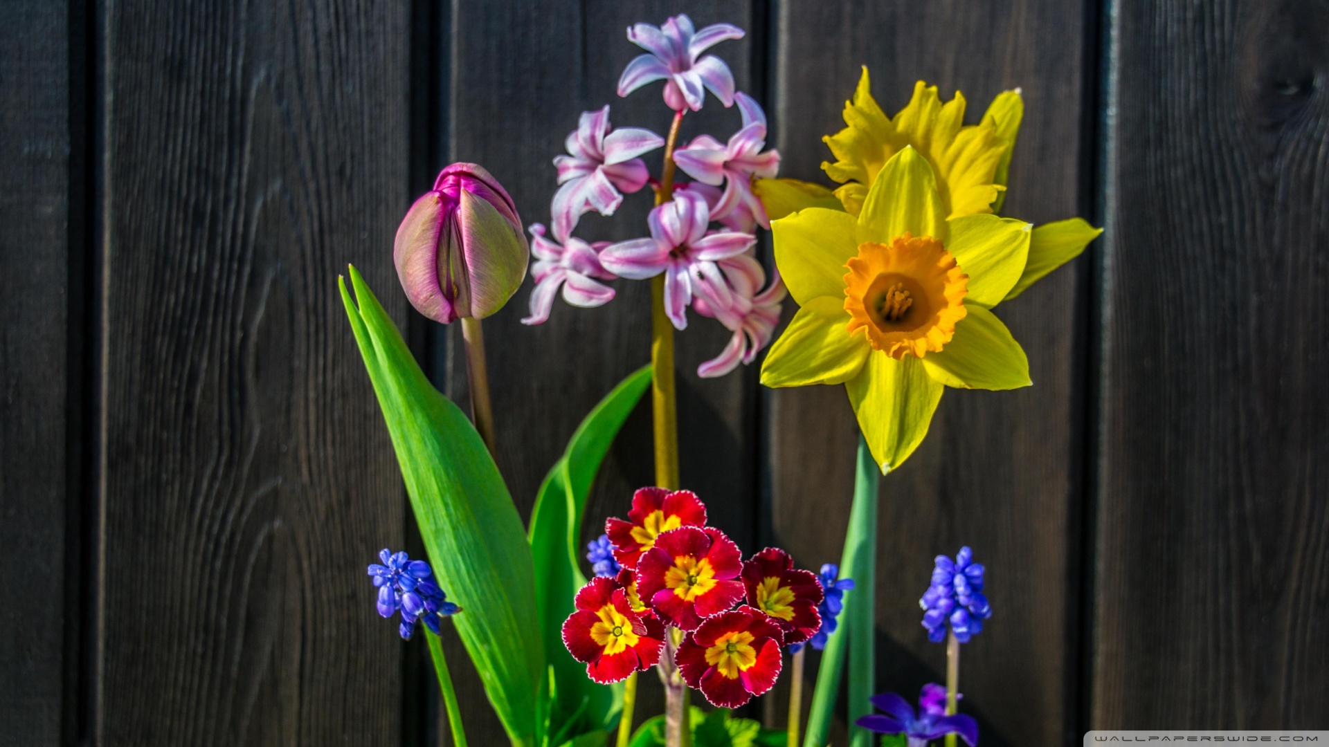 Ἀλέξανδρος Λυκοῦργος