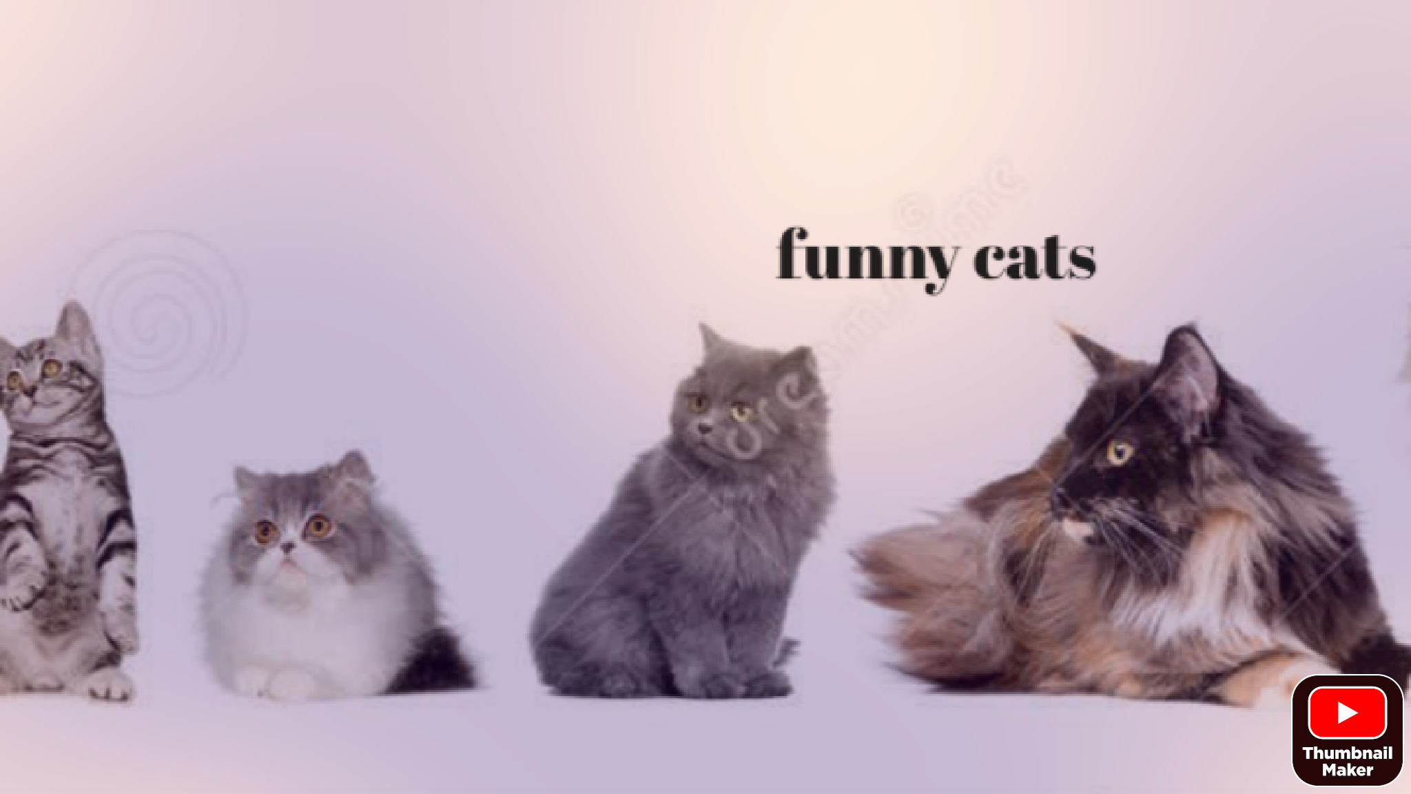 FUNNY CAT'S