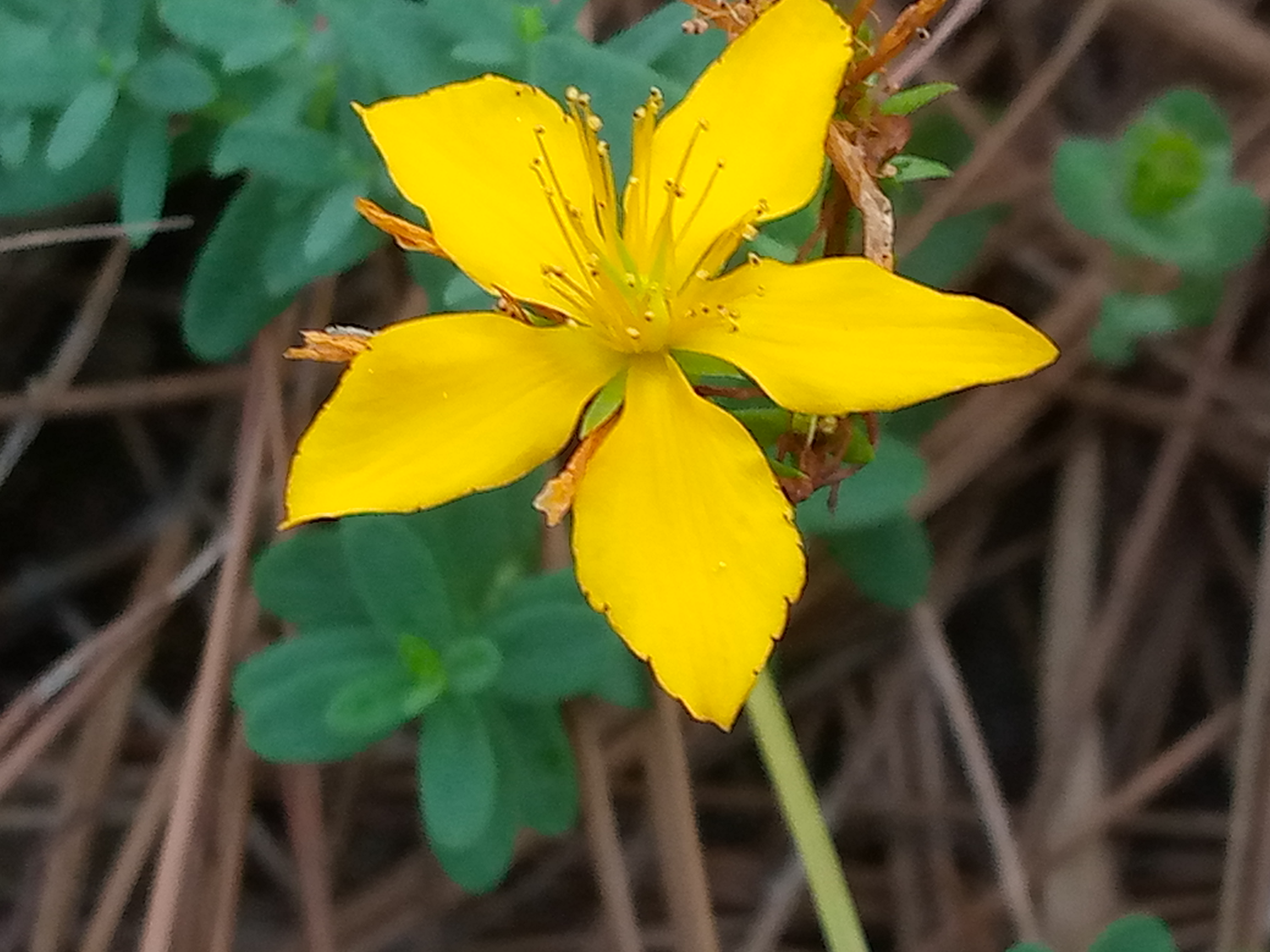 Info Media News Line