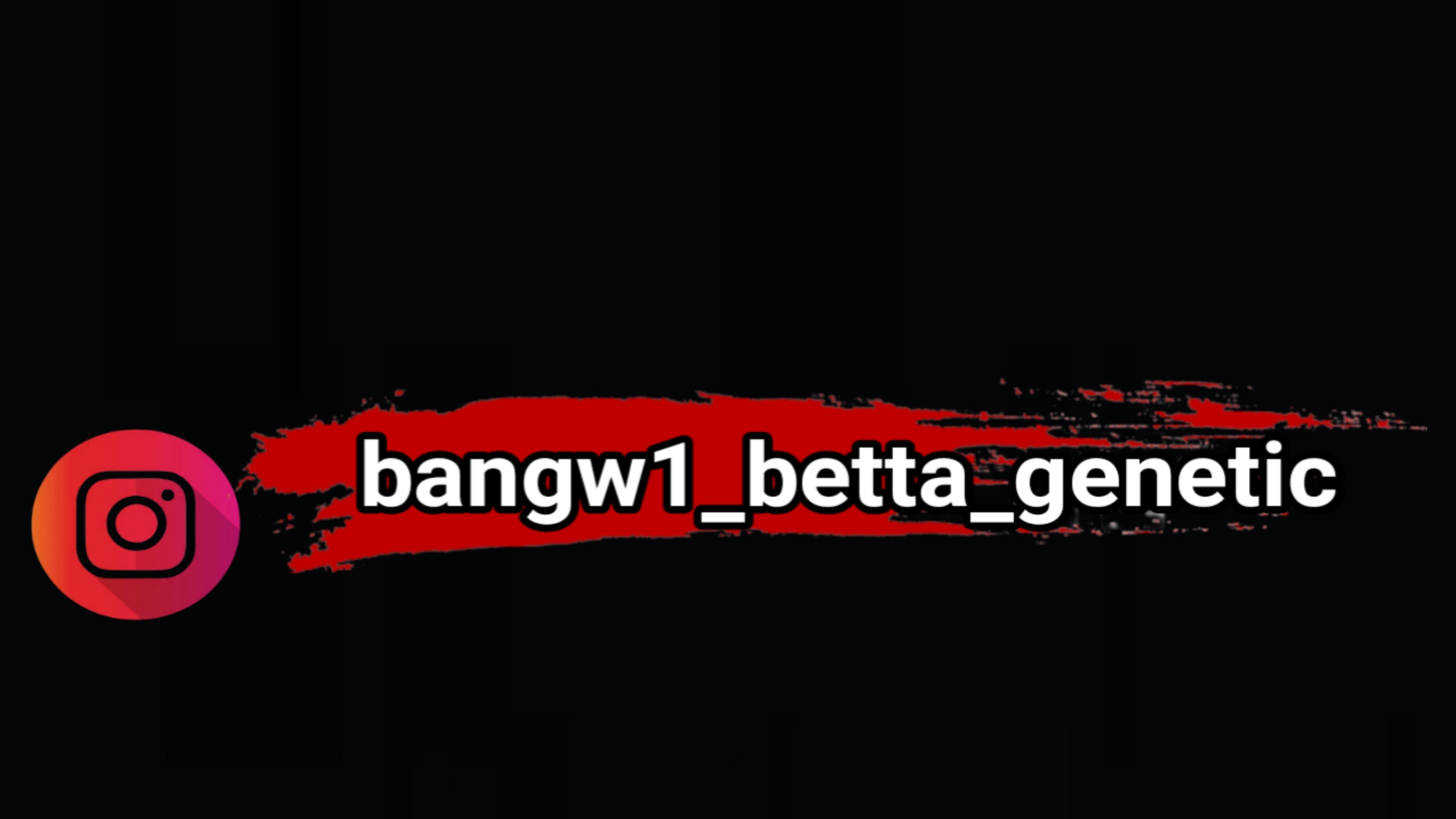 Bang WI Betta Genetic