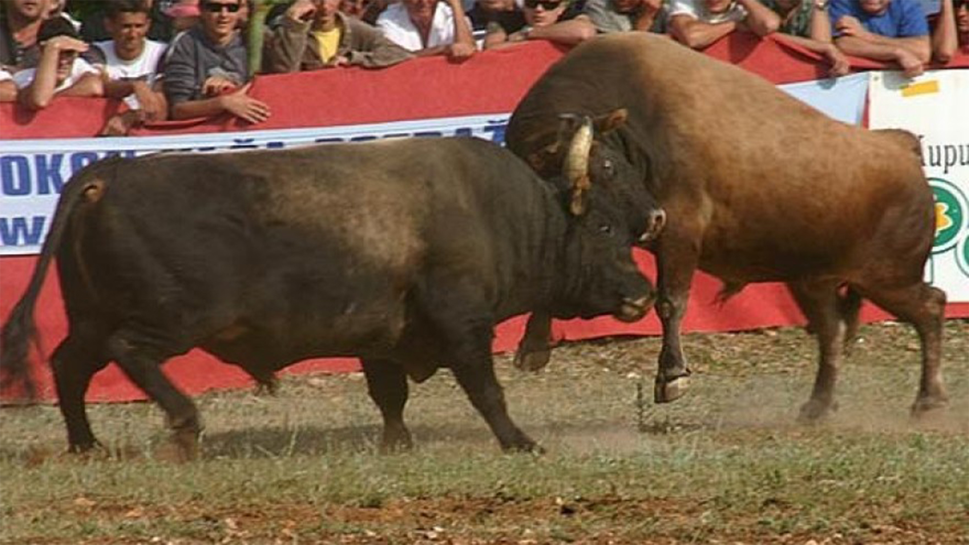 Bullfighting BALKAN