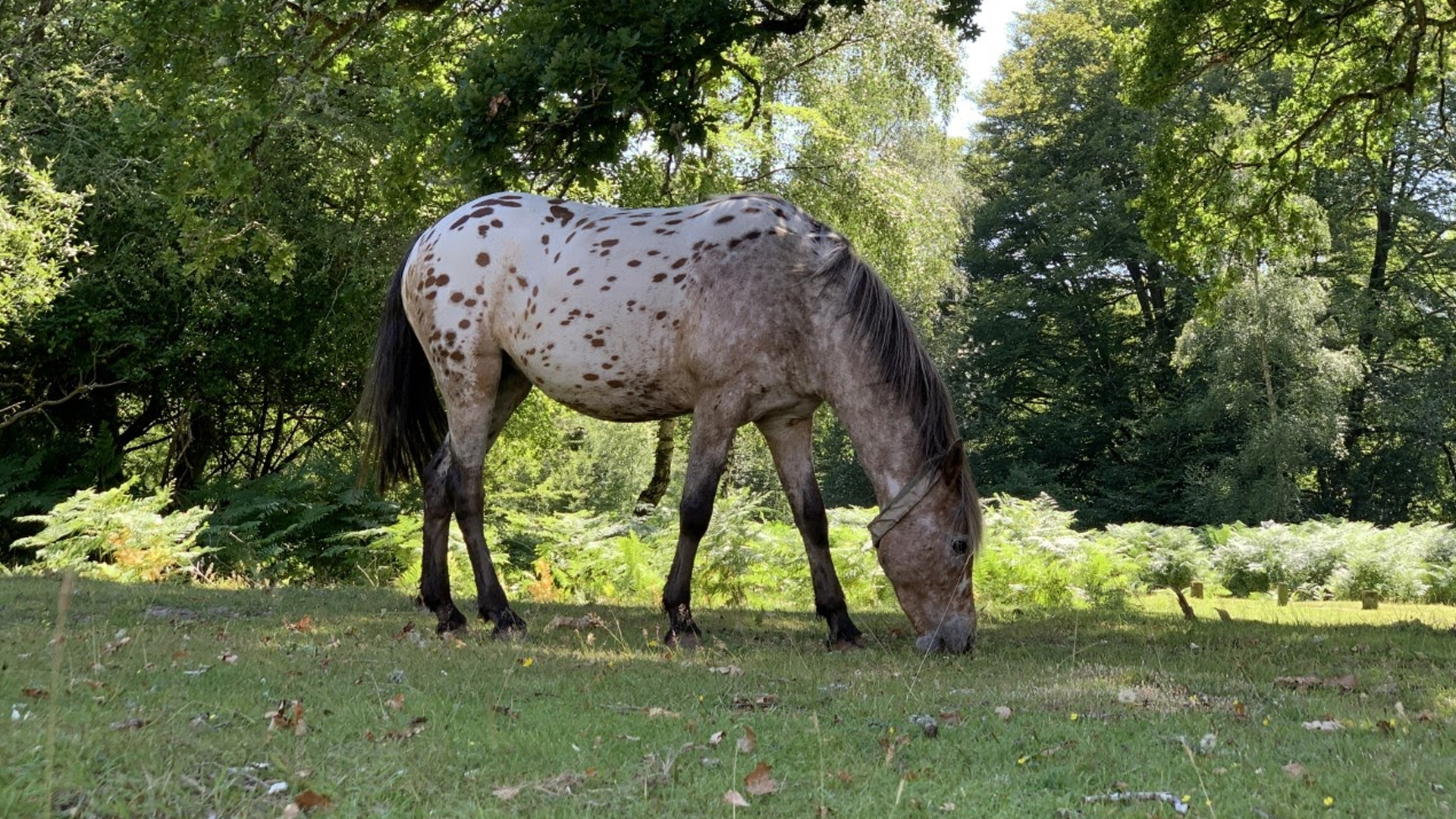 Advertiser and Times