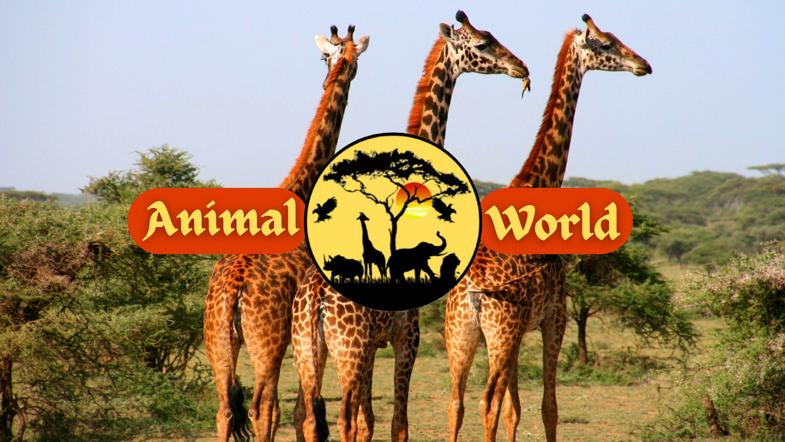 Animal World