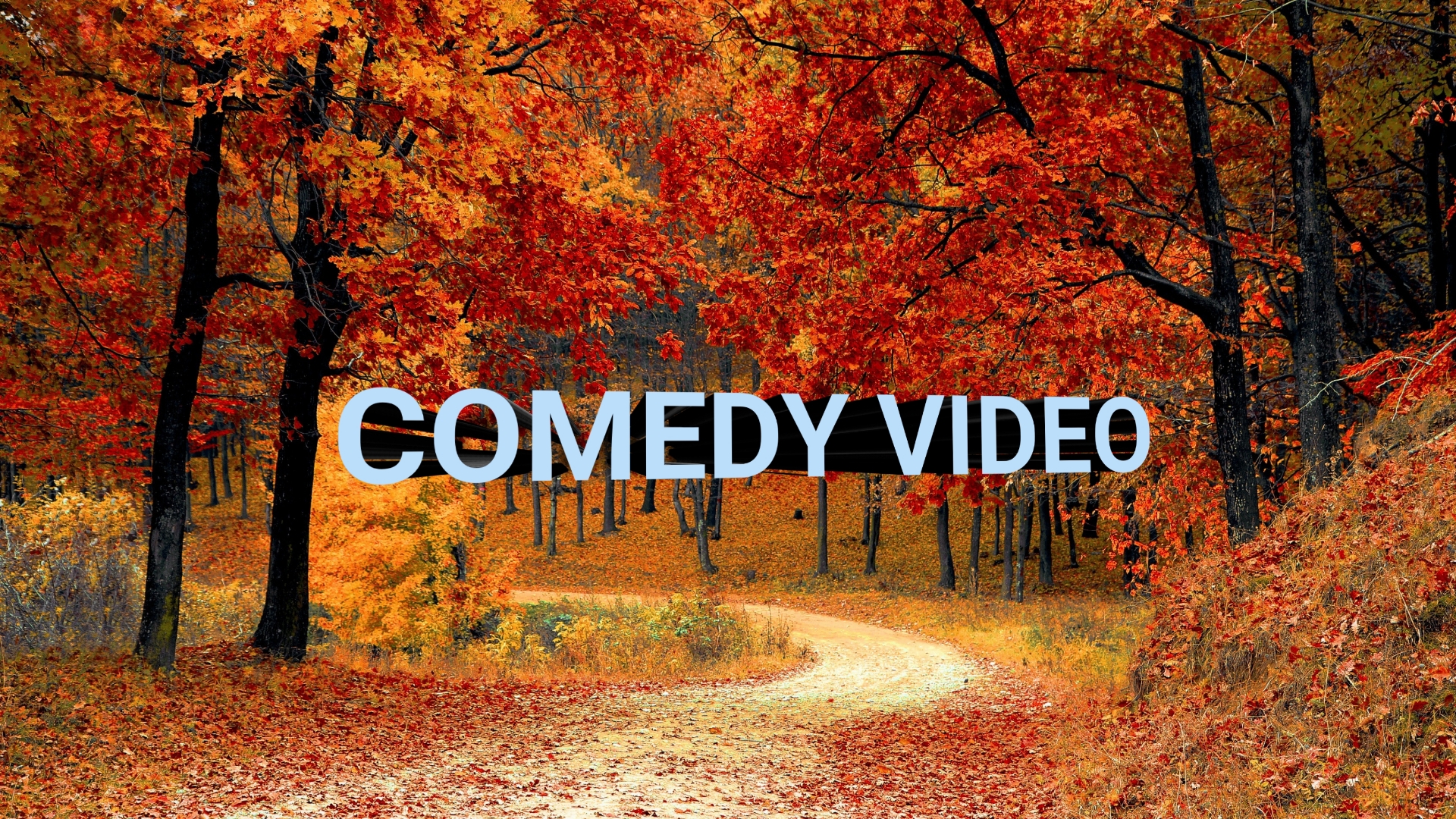 Animals Funny Videos