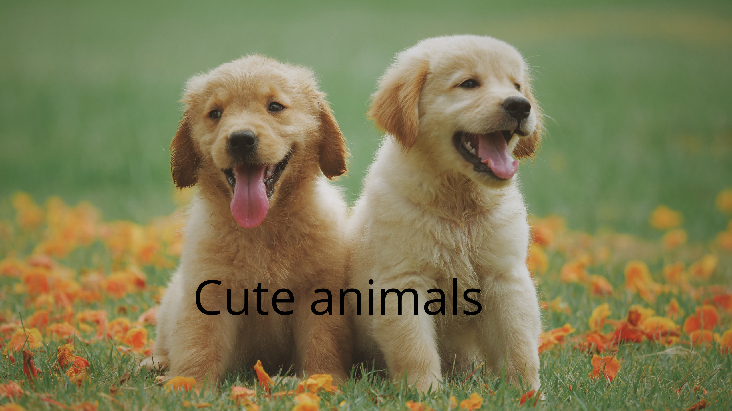 Cute animals