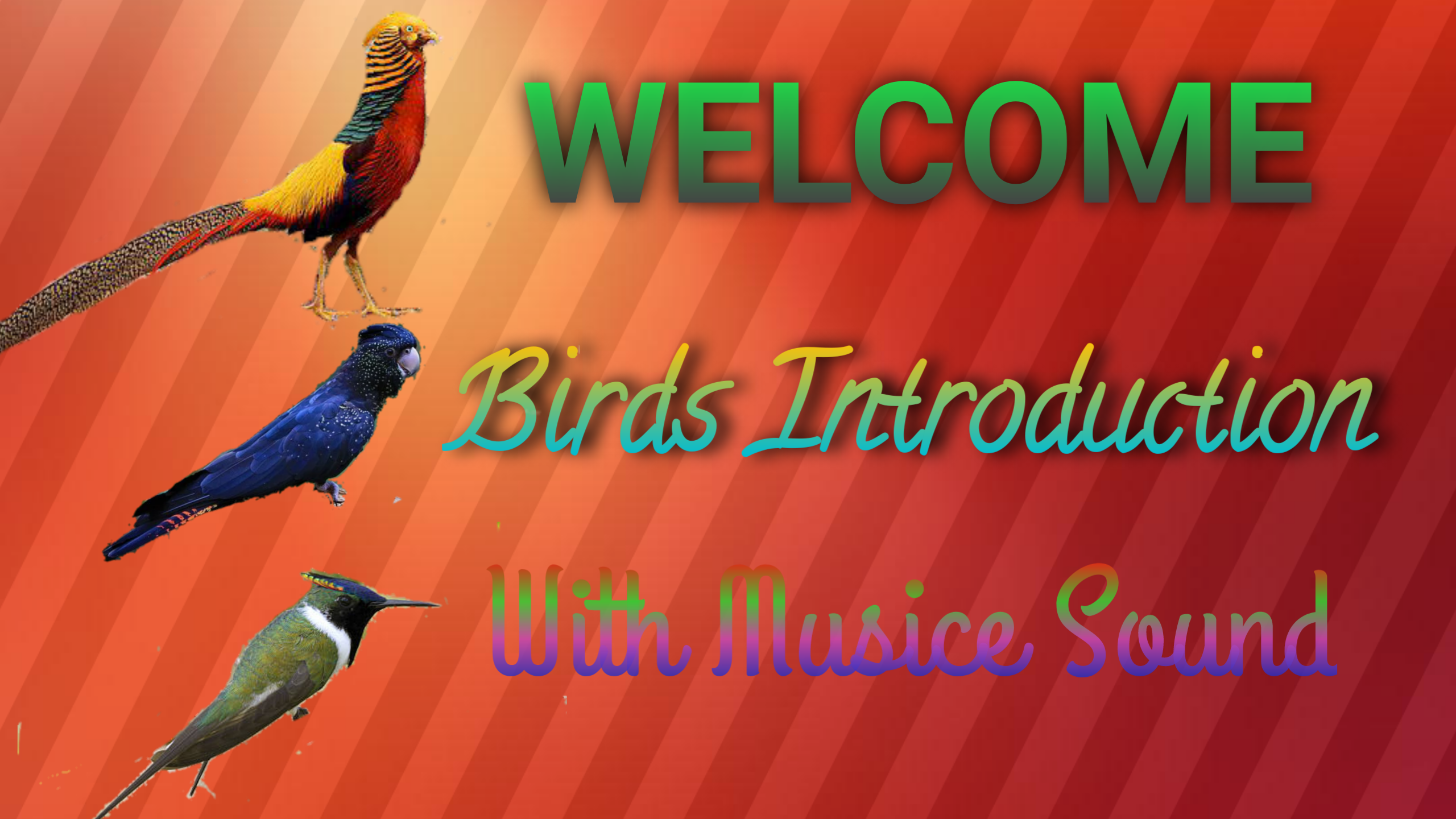 Birds Introduction