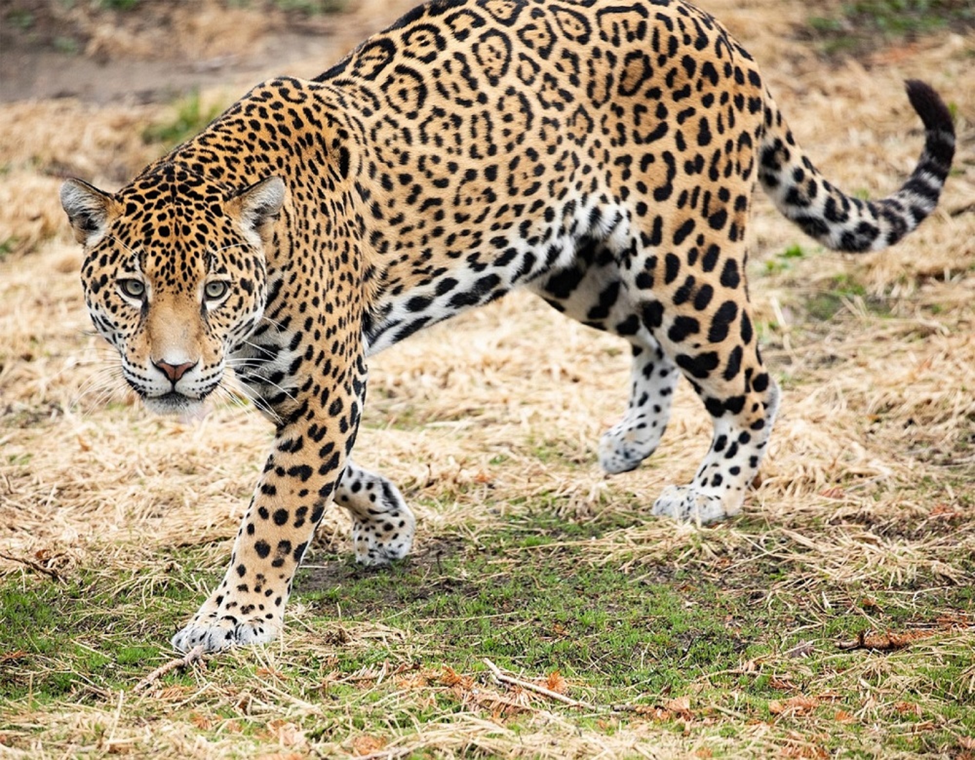 FRONT RUNNER FOREVER