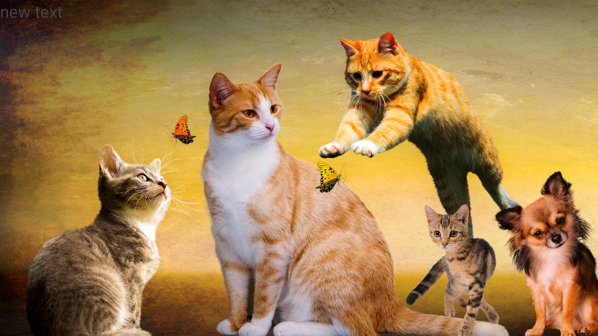 Fun and entertainment