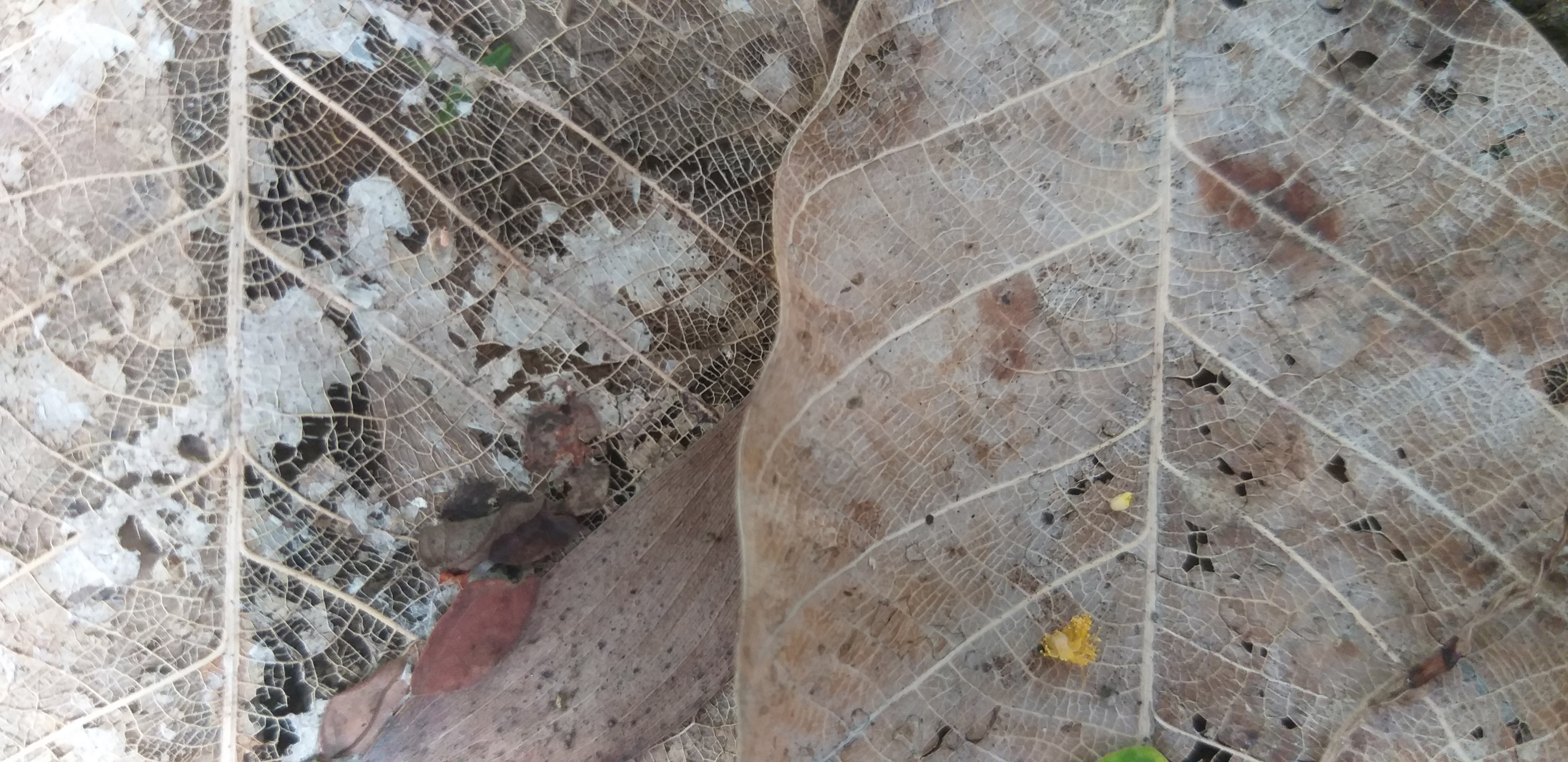 dm_e29e1fde14880ae49dac411d04ea8ea2