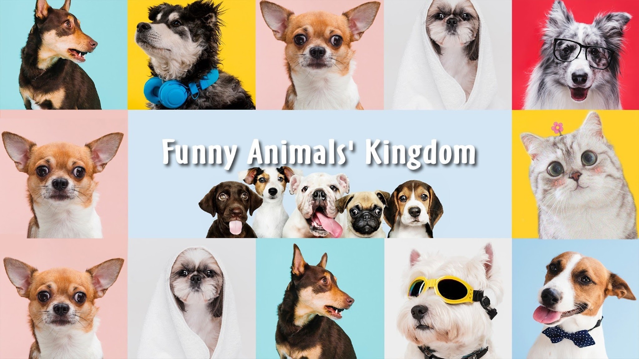 Funny Animal's Zone