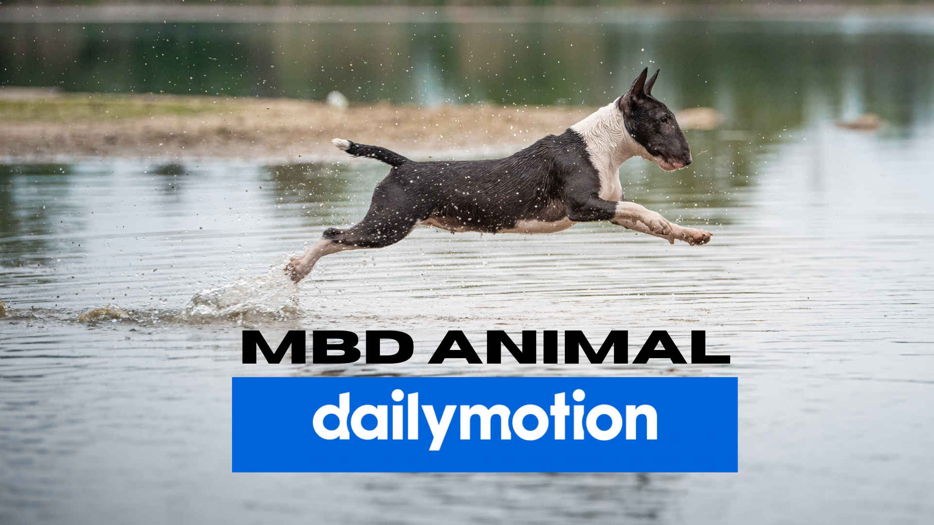 MBD Animal