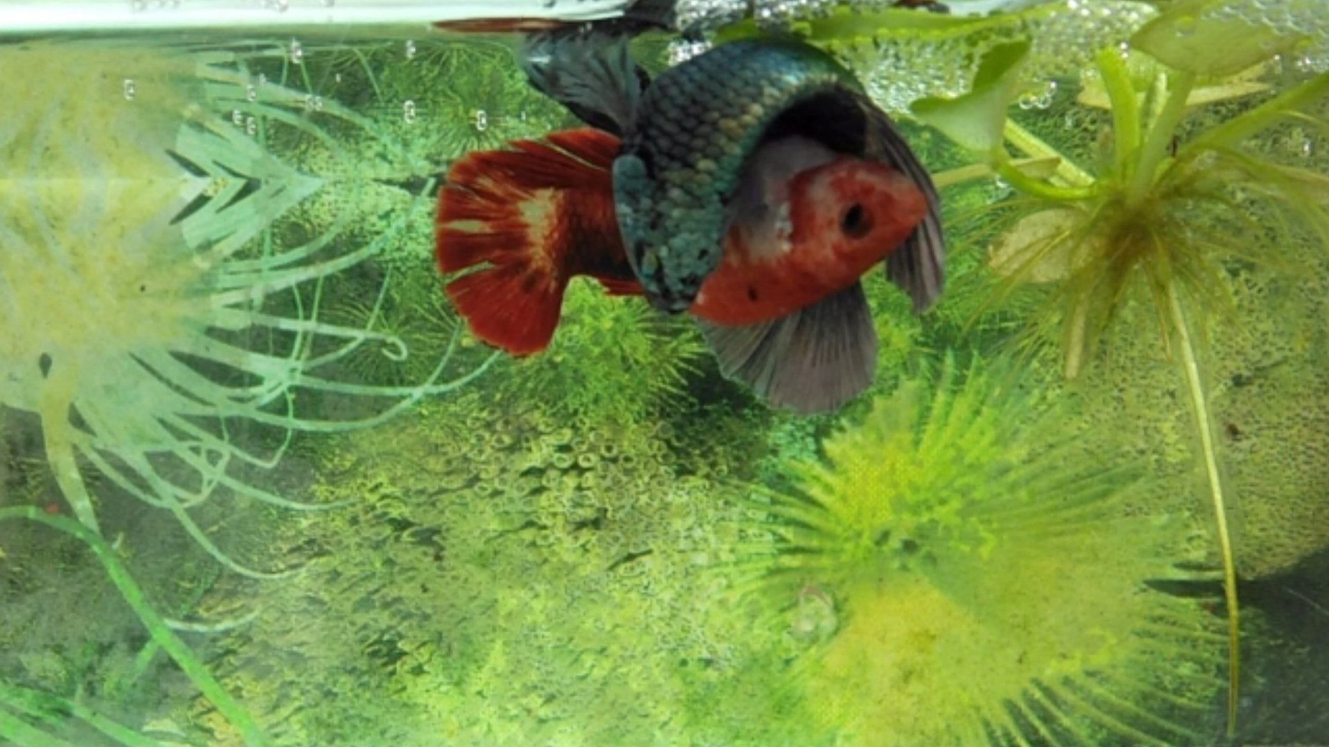 Betta Fish Care
