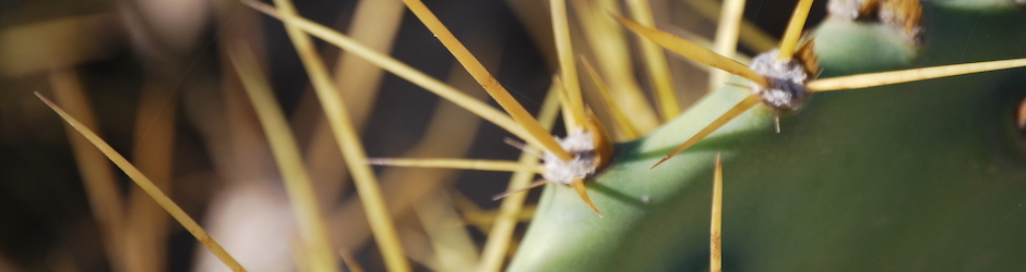 Djerbavacances awanekkinnan