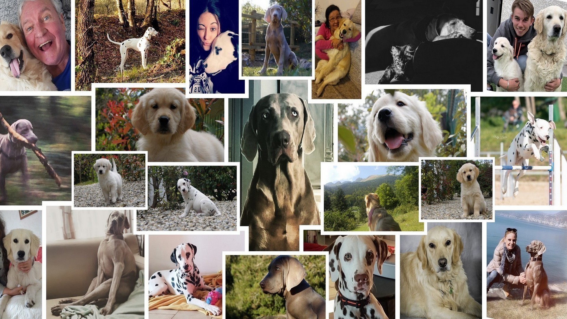 Dalmatien - Golden Retriever - Braque de Weimar