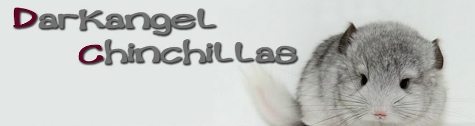 Darkangel Chinchillas