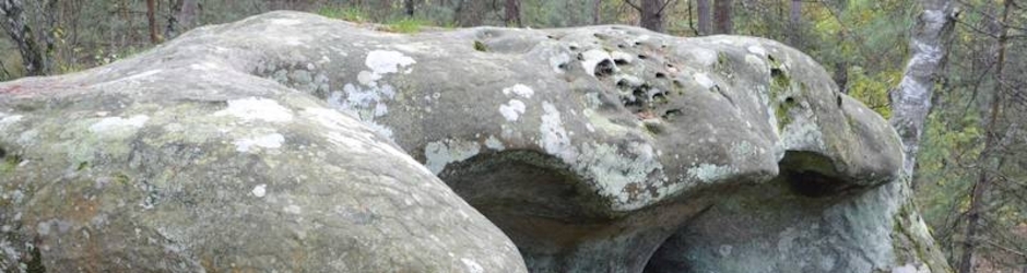 Géobiologie et coévolution quantique