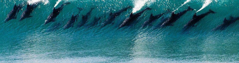 Antonio António Vaz