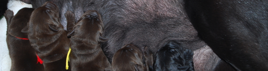 Elevage bellevanille