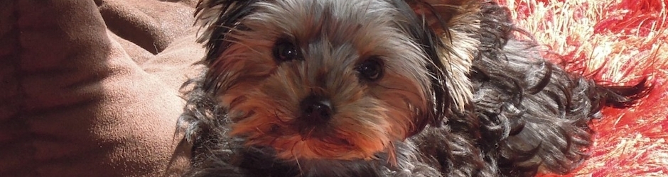 Elevage Petits Chiens Chantal SAMAT