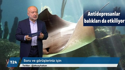 T24 haber bülteni Manşet | 25 Kasım
