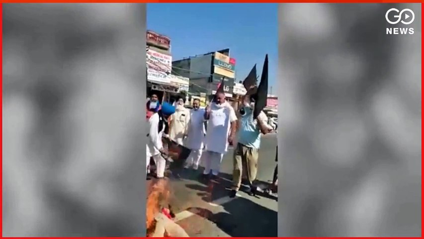 #BlackDay : #Farmers hoist #BlackFlags, burn effigies of #BJP leaders  #FarmLaws #FarmersProtest #NarendraModi