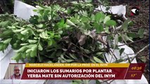 iniciaron los sumarios por plantar yerba mate sin autorización del INYM