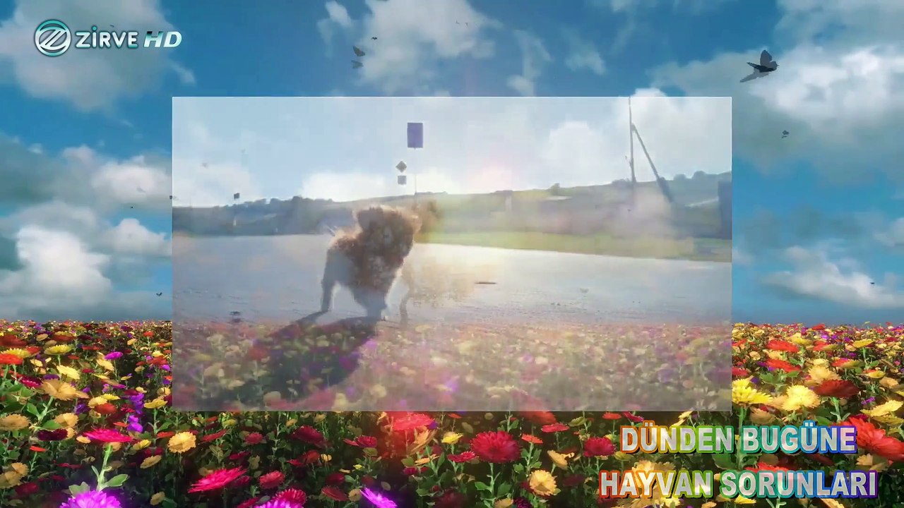 DÜNDEN BUGÜNE HAYVAN SORUNLARI (CANLI YAYIN)