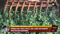 Piden una veda total del apeo de monte nativo en Misiones. Entrevista a Hugo Sand, dirigente de la Asociación de Productores Agropecuarios de Misiones (APAM)