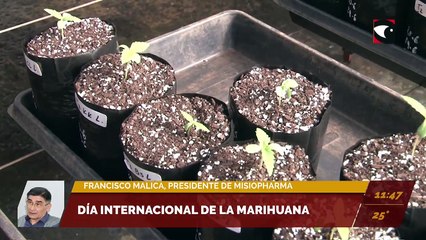Día Internacional de la Marihuana. Entrevistamos a Francisco Malica, presidente de Misiopharma.