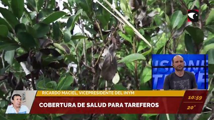 Misiones defendió la resolución 170. Se aguarda por el laudo de Nación. El kilo de la hoja verde ya ronda los 60 pesos