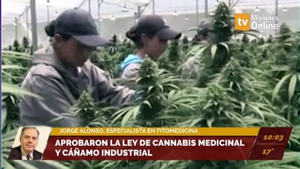Aprobaron la ley de cannabis medicinal y cáñamo industrial