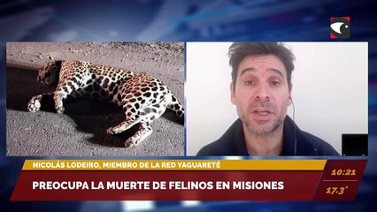 En lo que va del año, murieron 6 yaguaretés en Misiones. Nicolás Lodeiro, miembro de la Red Yaguareté