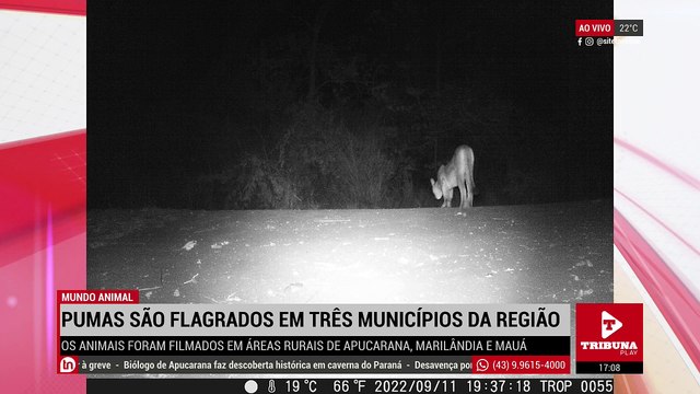 Ao vivo: homem que morreu atropelado em Apucarana seria morador de rua. Alarmante: cresce número de casos envolvendo crimes contra mulheres e vulneráveis