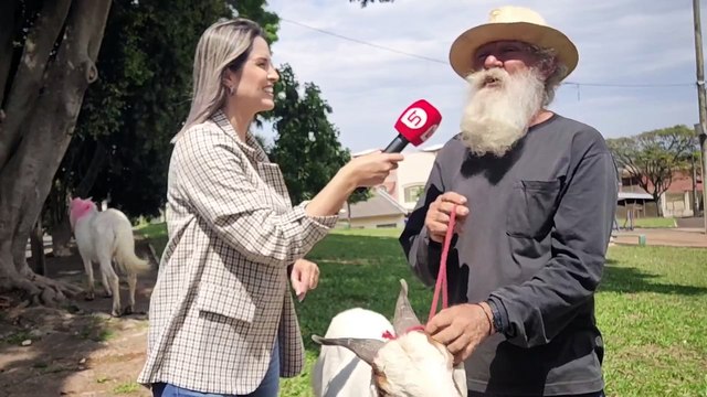 Atenção: conheça o ‘Neném’, bode de estimação que vem fazendo sucesso em Apucarana