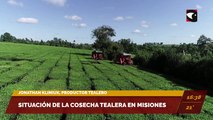 Situación de la cosecha tealera en Misiones. Entrevista con Jonathan Klimiuk, productor tealero.