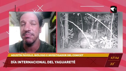 Día Internacional del Yaguareté: La importancia de la preservación del felino en Tierra Colorada. Entrevista con Agustín Piavolo, biólogo e investigador del CONICET.