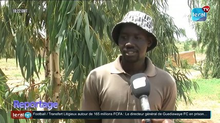 Louga-Grand: Un champ expérimental arrosé à partir des eaux usées de l'onas pousse à la sortie de Louga