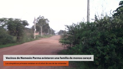 Vecinos de Nemesio Parma avistaron una familia de monos carayá