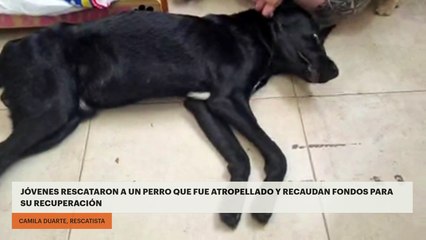 Jóvenes rescataron a un perro que fue atropellado y recaudan fondos para su recuperación