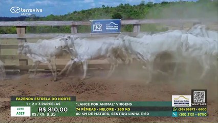 Canal Terraviva - Ao vivo