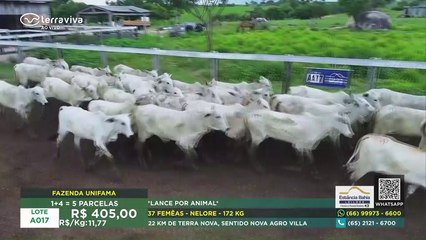 Canal Terraviva - Ao vivo