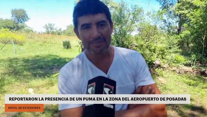 Vecinos alertaron la presencia de un puma en la zona del aeropuerto de Posadas