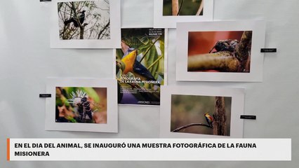 Download Video: EN EL DIA DEL ANIMAL, SE INAUGURÓ UNA MUESTRA FOTOGRÁFICA DE LA FAUNA MISIONERA