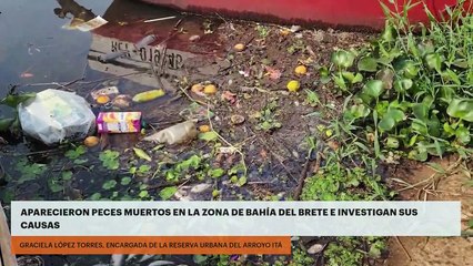 Download Video: Posadas | Aparecieron peces muertos en la zona de la Bahía del Brete e investigan sus causas