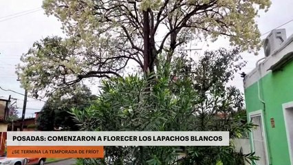 Posadas | Comenzaron a florecer los lapachos blancos. ¿Se termina la temporada de frío?