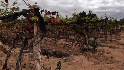 Tv4 - Cada Día | Transmitiendo desde Santa Catarina | #LoViEnTv4 #ActitudCadaDía | 23/08/24