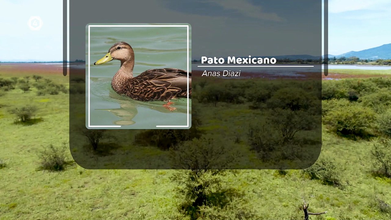 Tv4-CadaDía | La epilepsia puede ocurrir como resultado de un trastorno genético o una lesión cerebral adquirida. ¡Aquí te contamos! | #LoViEnTv4| 23/09/24