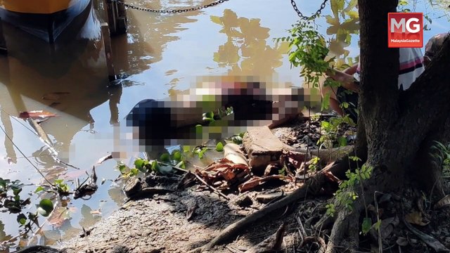 ((LIVE)) Haiwan Liar Bunuh 4 Kucing Di UM, Guan Eng Dakwa Pas Buli Menteri DAP