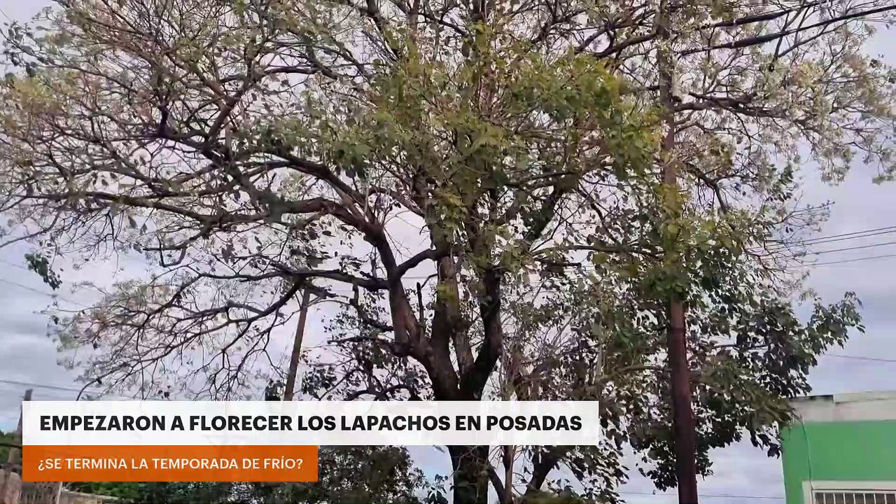 EMPEZARON A FLORECER LOS LAPACHOS EN POSADAS